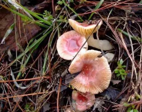 武穴又到挖野菜的时候了,江边好多人都在挖野菜,你吃了吗?