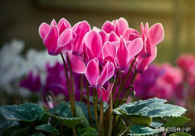 吸甲醛的室内植物排行,植物吸甲醛好还是活性炭吸甲醛好