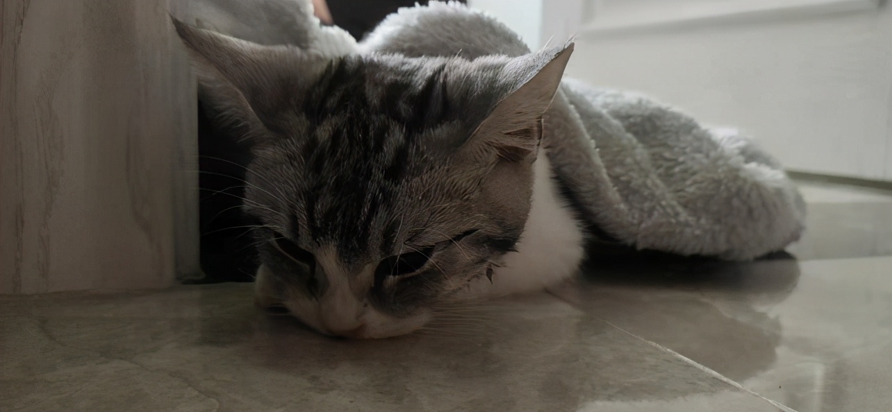 团子猫传腹治好了吗,团子的猫传腹