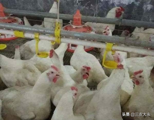 鸡为什么会流口水,鸡老是吐水什么病