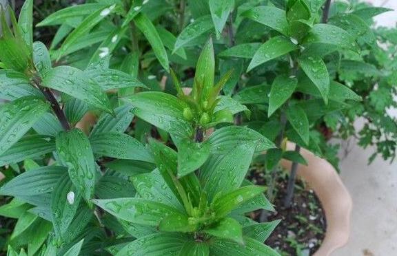 盆栽香水百合怎么养才能更旺盛,香水百合养花的技巧