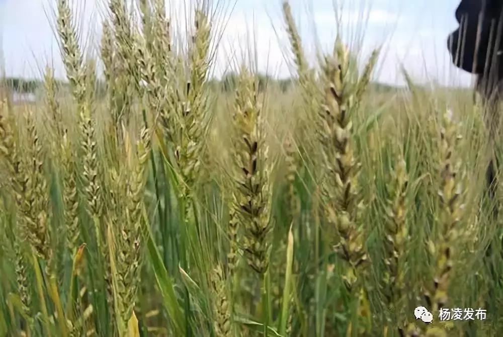 农林科技大学创业项目,农科类创新创业大赛