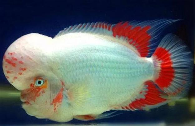 如何养罗汉比较活跃,养罗汉注意哪些