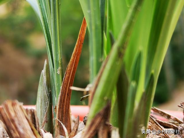 春兰蕙兰几月孕育花苞,春兰是不是只有春天才开花