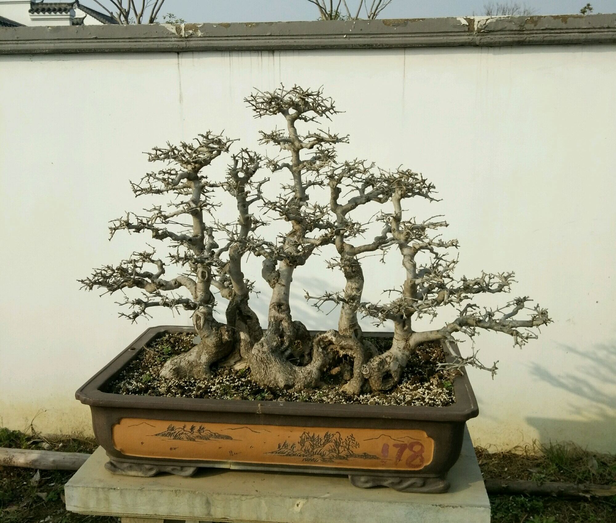 盆景造型中最难得的几种枝,盆景五大流派常见的几大盆景介绍