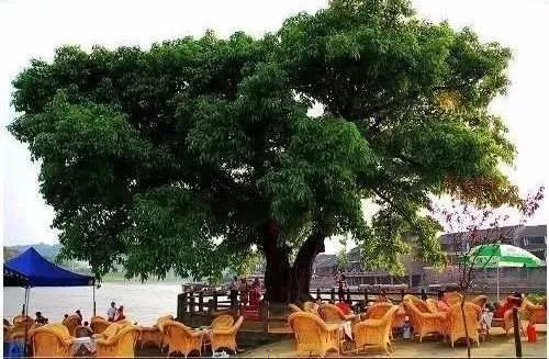 漫步天府之国黄龙溪古镇,成都黄龙溪鹿溪河