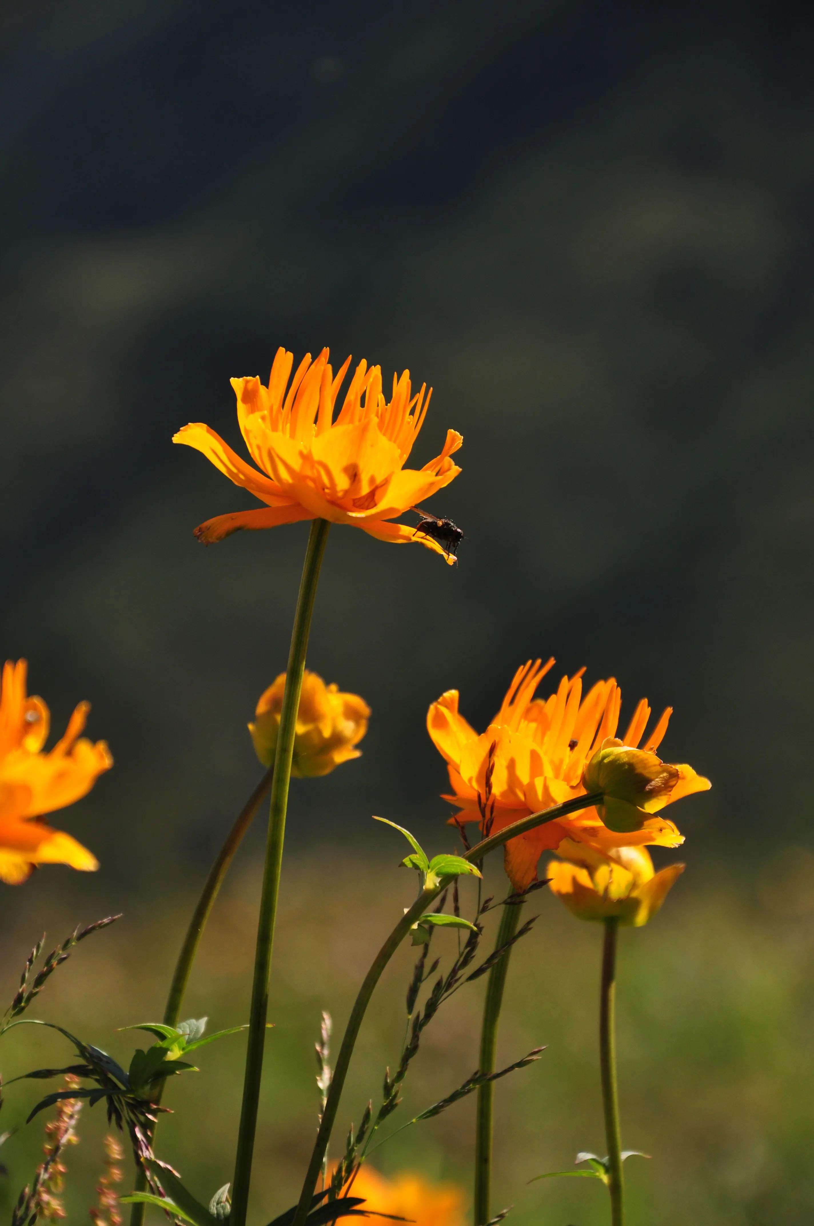河北第一高山小五台山,河北的最高山峰小五台山海拔多少