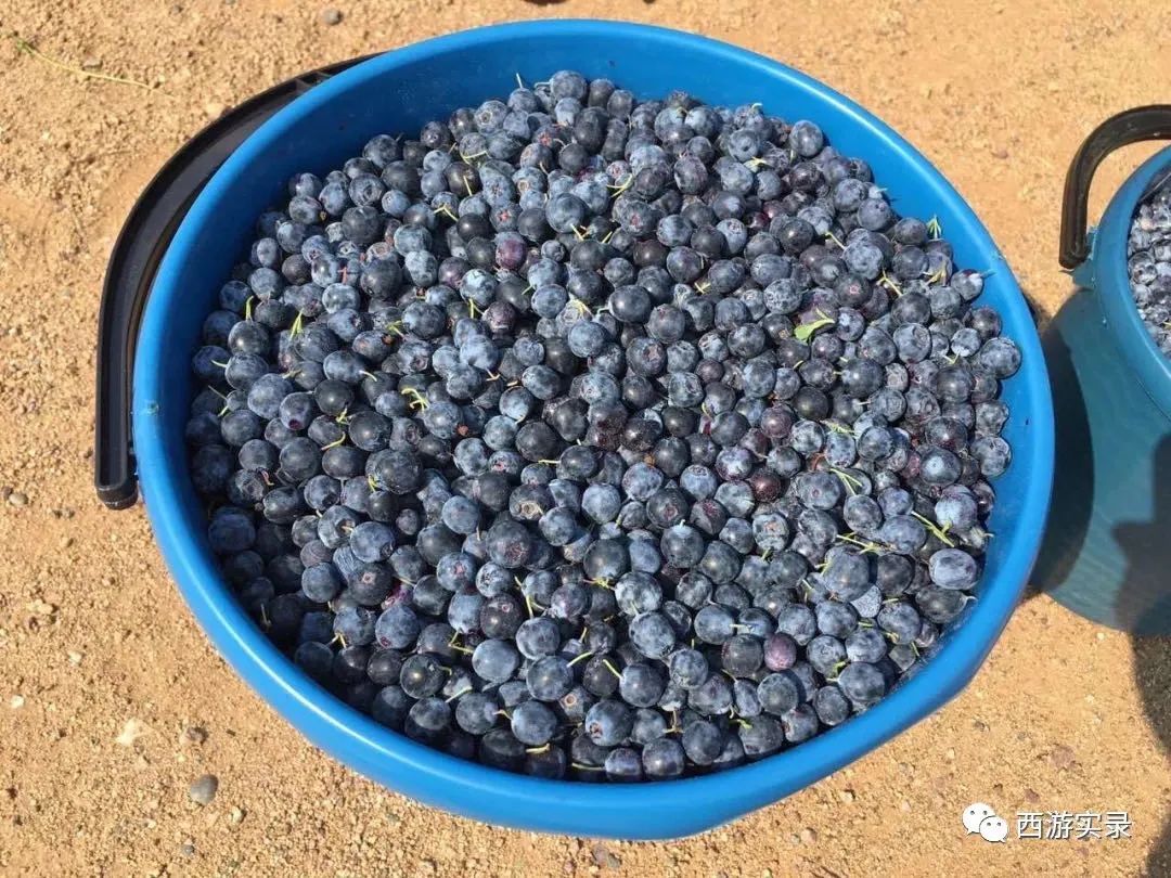 樊玉虎找到了吗,樊玉虎怎么抵达澳洲