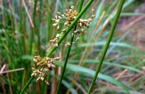 灯心草麦冬煮水喝可以治舌头痒吗,灯心草麦冬可治喉咙红吗