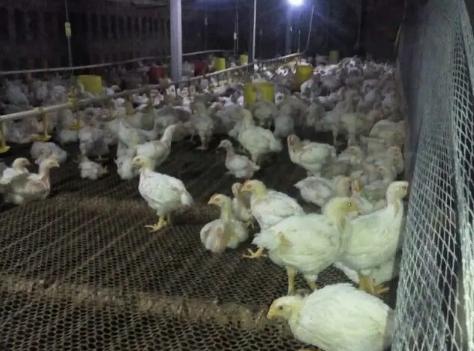 817肉鸡养殖的技术视频,817杂交肉鸡养殖密度