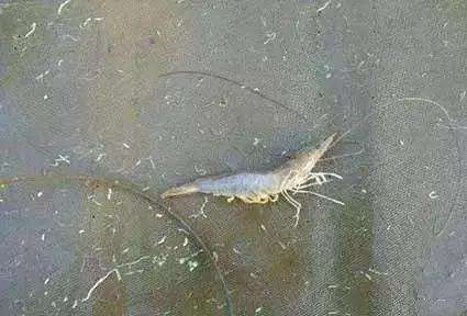 暴雨天对虾虾鳃水肿游塘怎么办,对虾暴雨后有肉段怎么处理