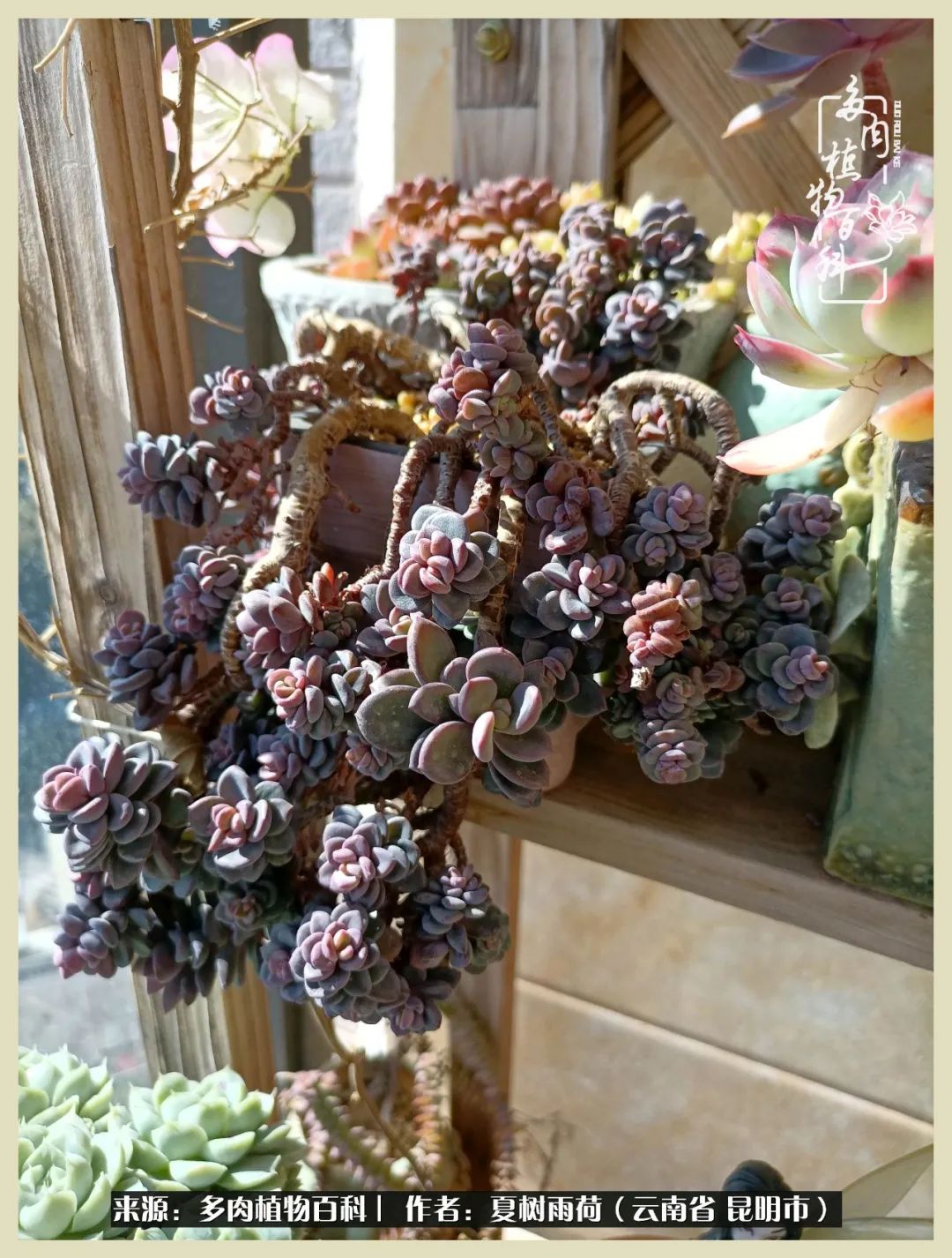 自从养了多肉有了窗台想要个阳台,养多肉10年多