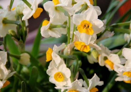 水仙花开花后叶子发黄怎么回事,水仙花叶子发黄怎么办