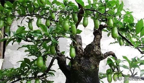 金弹子不嫁接雌雄同株,金弹子新苗分公母