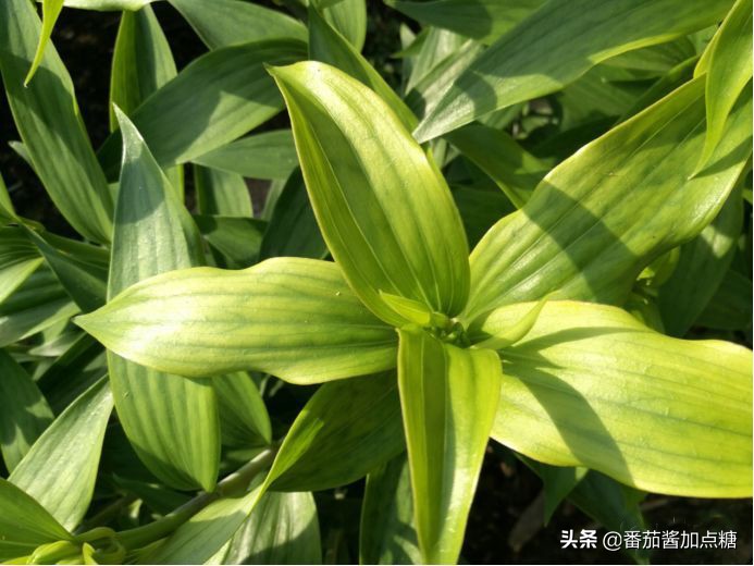 百合整株变黄是什么病,百合病的症状和表现图片