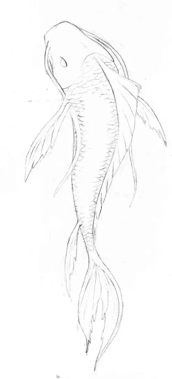 转运锦鲤简笔画,简笔画100种锦鲤图片