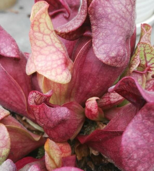 最吸引虫子的食虫植物,自然界克制蚊子苍蝇的植物