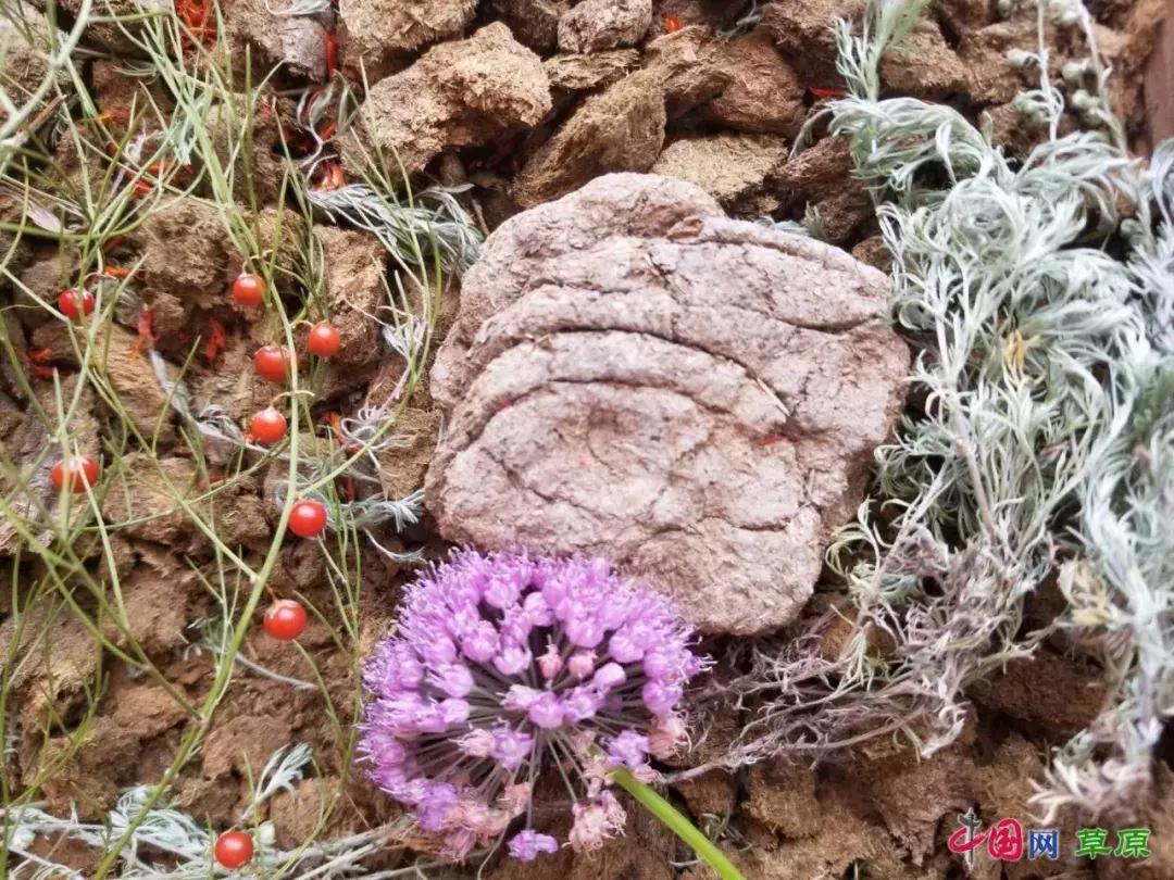 牛粪也能做成美食,内蒙古的牛粪真的是清香的吗