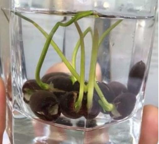 我家的江南风光,小小碗莲,自在清香淡雅,真的好看极了