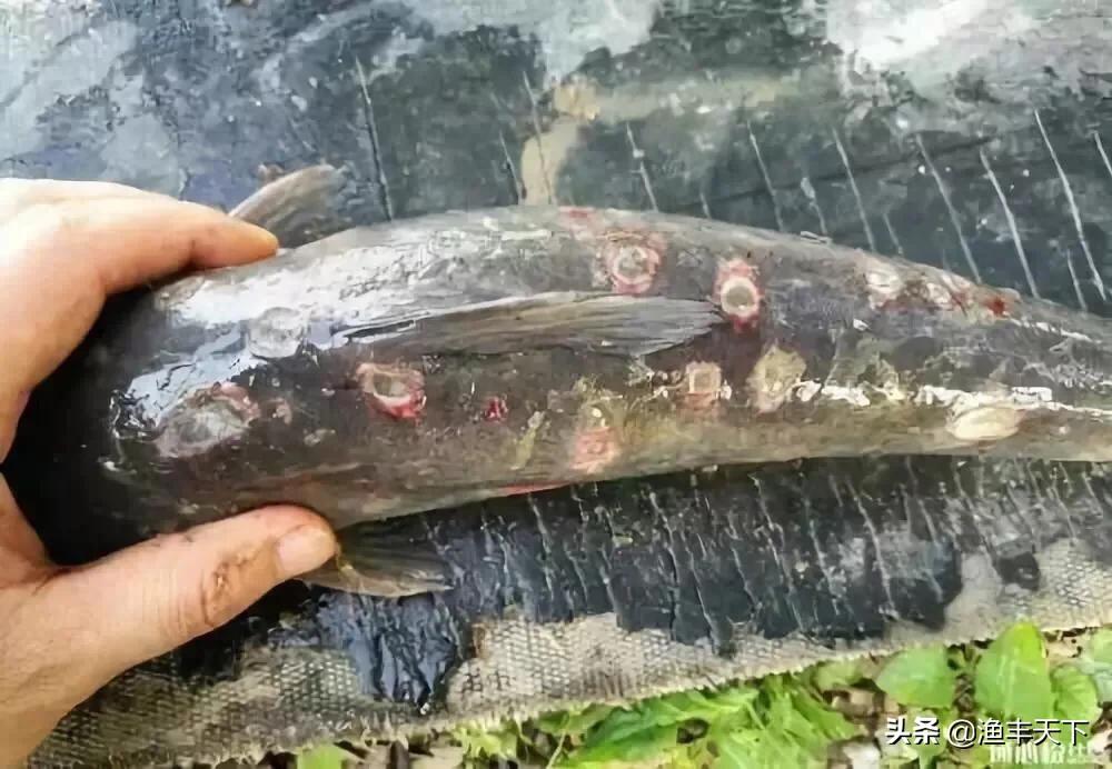 鱼身上有溃疡是怎么回事,鱼缸的鱼身上溃疡怎么治疗