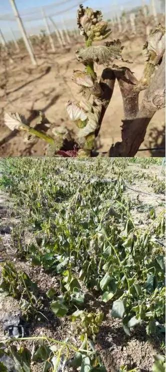 葡萄大棚怎么样避免霜冻,葡萄霜冻后还结葡萄吗