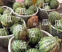 今夜我们都是瓜田里的猹，《合成大西瓜》为什么这么火？