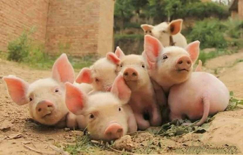 现在农村养猪出路如何,现在农村养猪挣钱吗