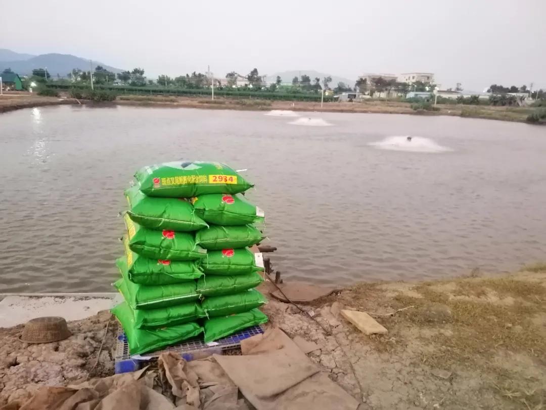 叉尾鮰养殖喂什么,叉尾鮰鱼的自养方法