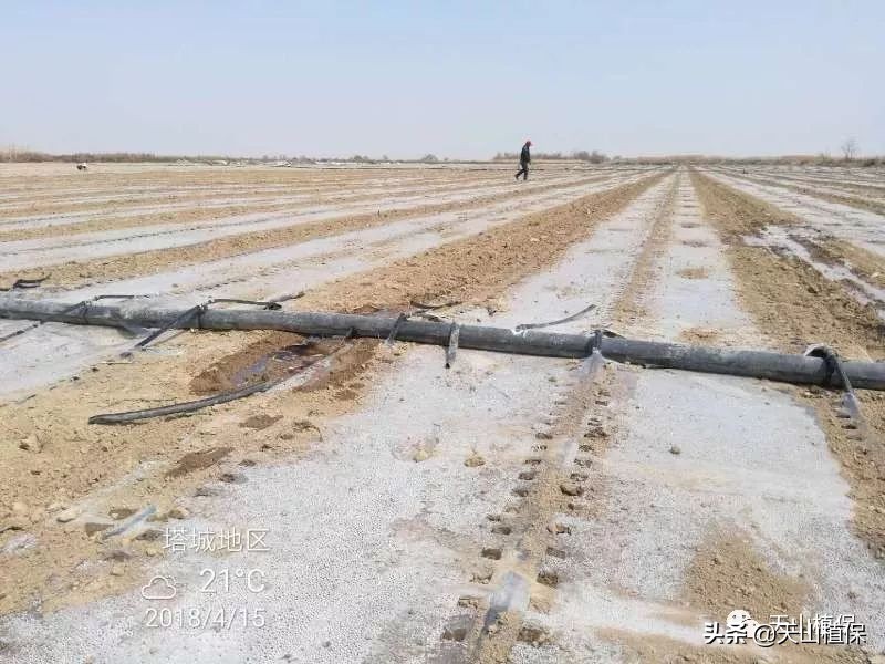 棉花播种小知识视频大全,棉花整地播种科普视频