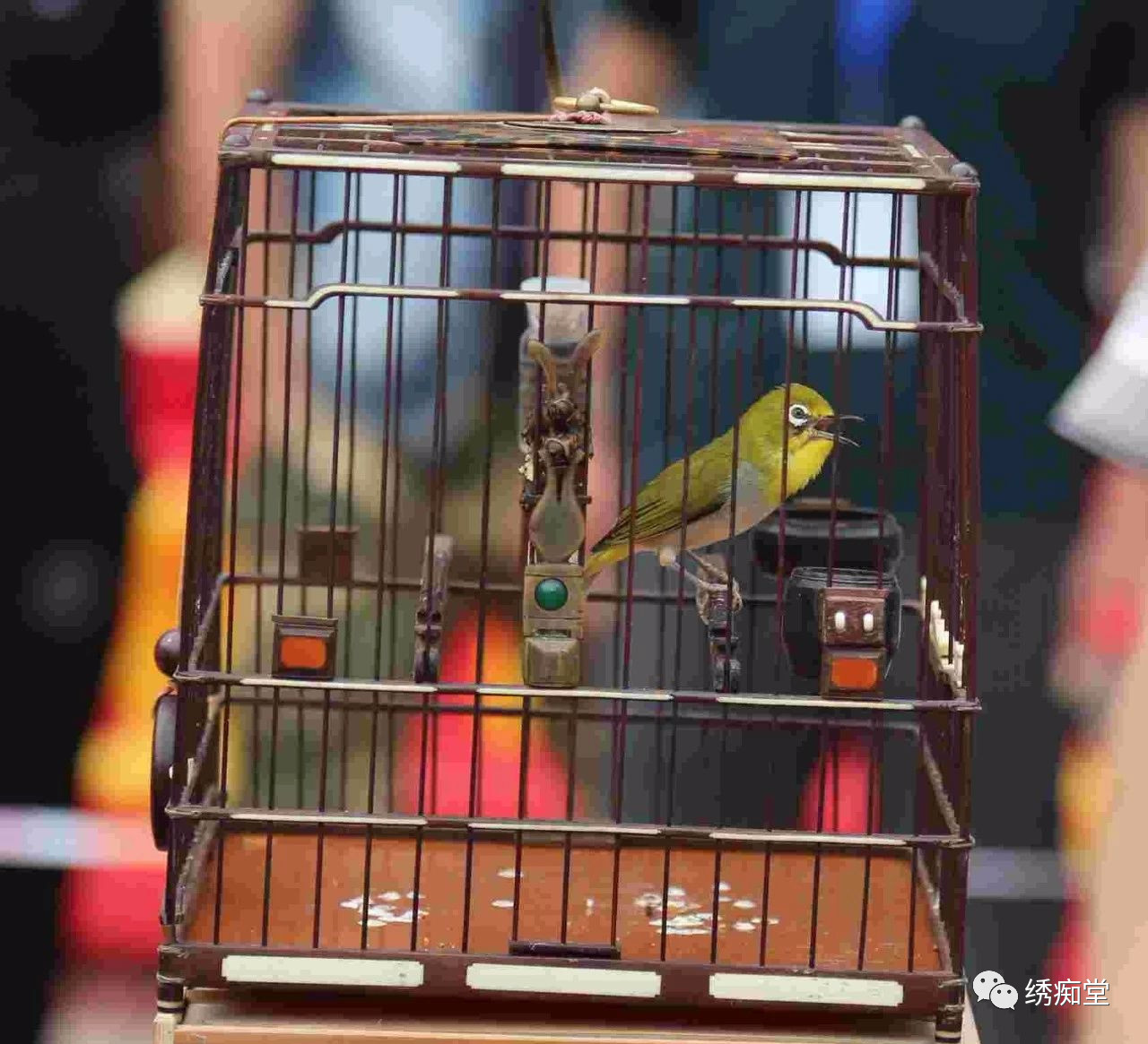 怎样和鸟交流沟通,与鸟沟通的话