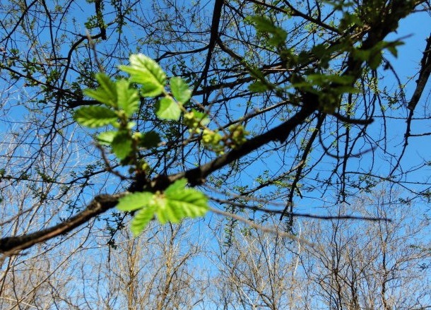 菊花在古代被古人称为什么之一,古代菊花的别称是什么