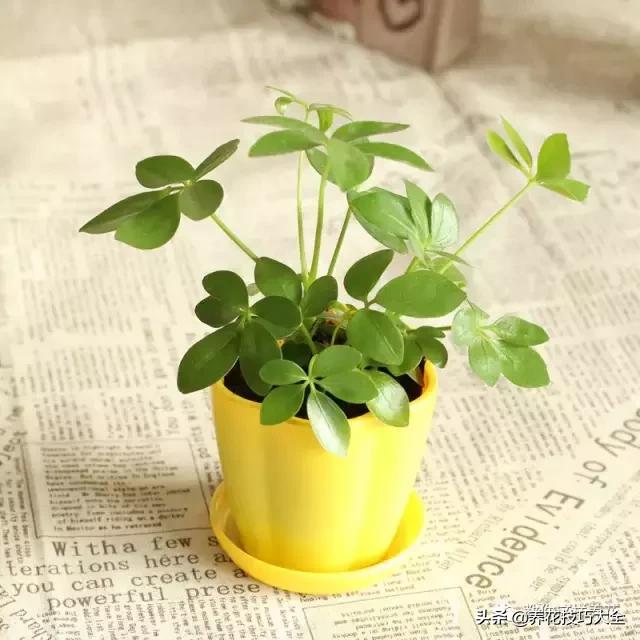 绿萝吊兰怎么去甲醛,这4种花比吊兰绿萝好养