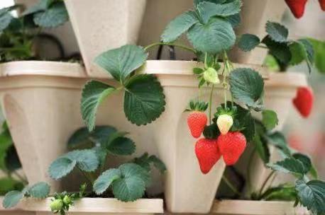 草莓立体种植哪种结构好,草莓立体种植大棚建造视频