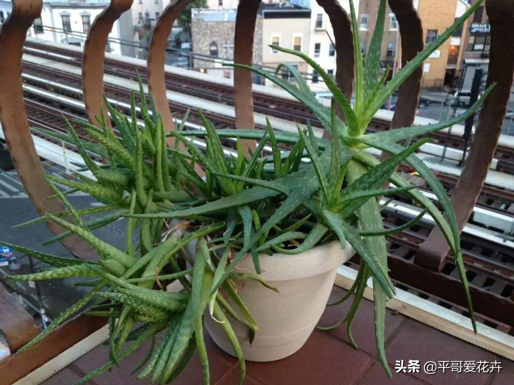 新房子客厅适合摆放的绿植吸甲醛,客厅什么盆栽好吸甲醛好养