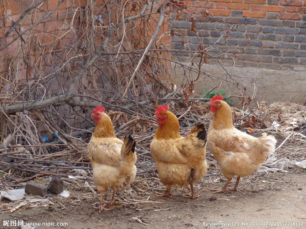 养鸡拉稀最有效的偏方,养鸡常得病的偏方