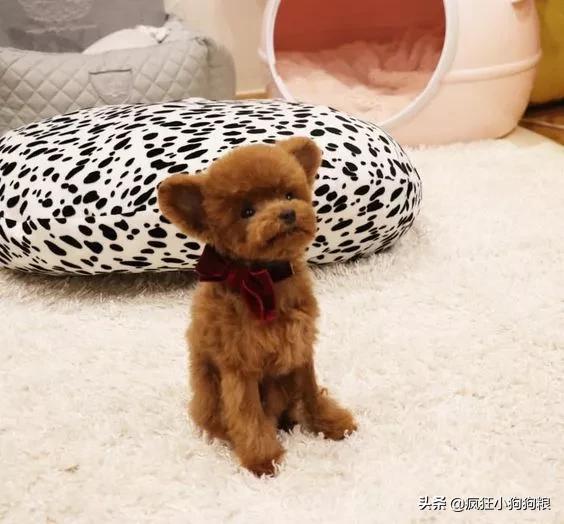 小泰迪能做立耳吗,立耳小泰迪视频