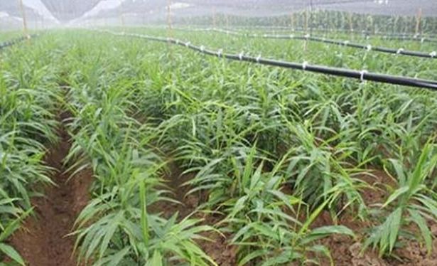 种植生姜能致富吗,生姜栽培种植新技术