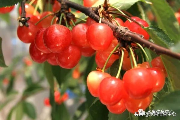 卖樱桃8块一斤十五块两斤的视频,一斤樱桃多少钱