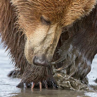 动物进化装备大全,食肉动物大对决