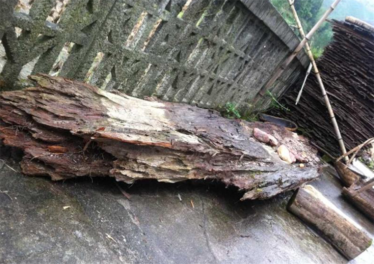 碳化金丝楠木阴沉木,金丝楠木与金丝楠阴沉木区别