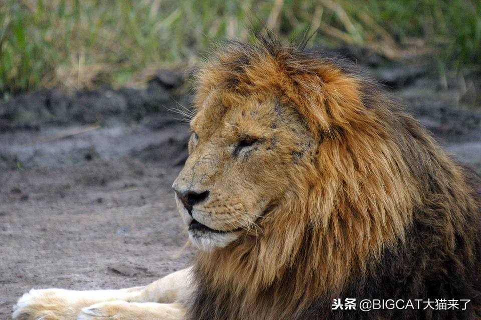 为什么老虎看上去比狮子更有肉感,老虎的脸为啥跟狮子豹子不一样
