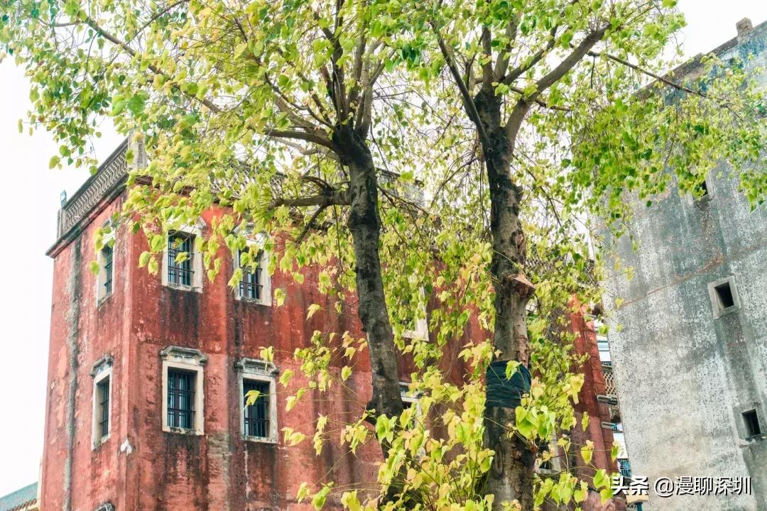 行走深圳歌曲,深圳观澜攻略