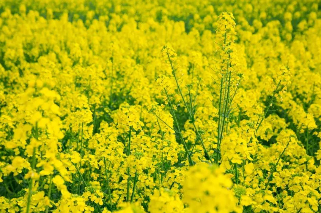 鑺辨捣鐩嗘櫙鍥剧墖娆ｈ祻,涔愬姩鑺辨捣宕囧窞