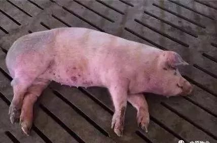 快看!非洲猪瘟终于找到有效的预防方案了,大户都是这样做的