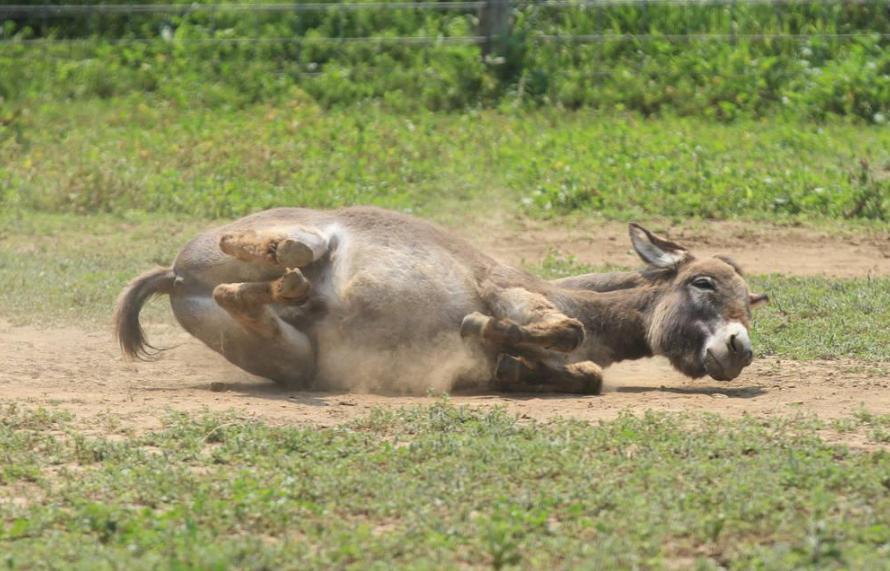 夺命大乌苏、沈阳老雪花，国内两大闷倒驴PK，哪个威力更猛？