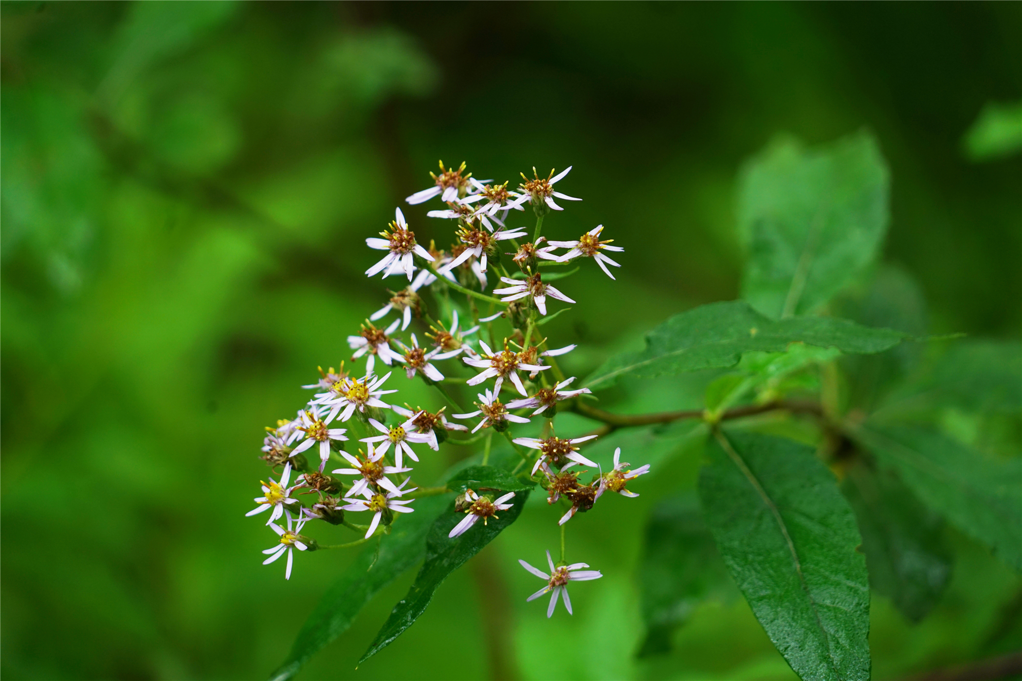 西藏林芝原始森林海拔多高,世界海拔最高原始森林