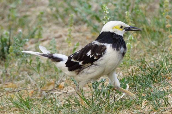 常见八哥有几个品种,八哥的分类