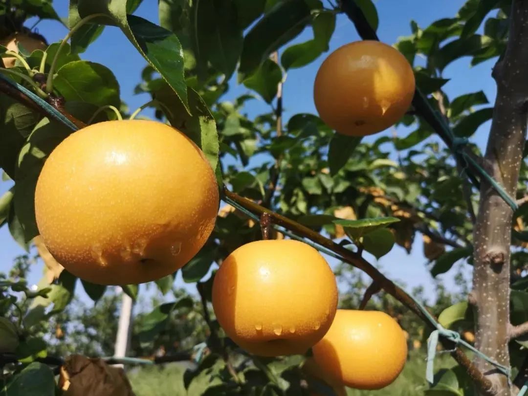 梨子界中的“扛把子”，越低调越红！咬一口就爆汁，一水的甜呀