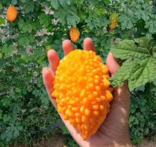 苦瓜的变种,苦瓜最原始的品种