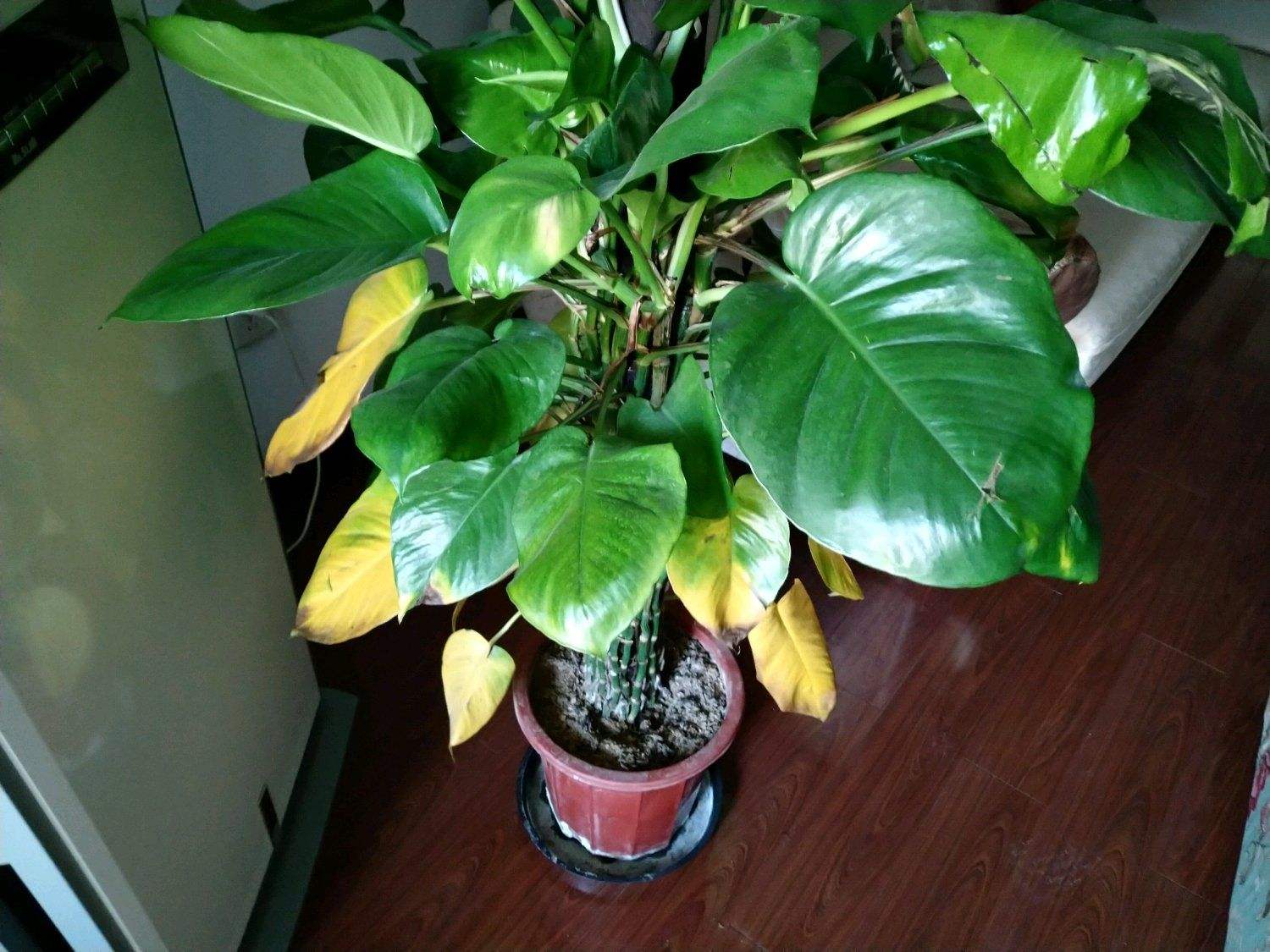 绿萝叶子冻伤掉完了就剩藤条了,绿萝冻伤怎么修剪